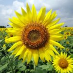 12 sunflower fields to visit this summer